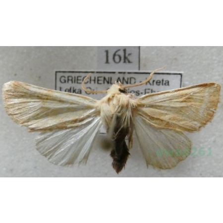 Tiliacea cypreago (Hampson, 1906) Greece, Kreta16k